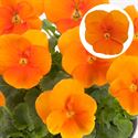 Bild von Viola P9 kleinbloemig Deep Orange